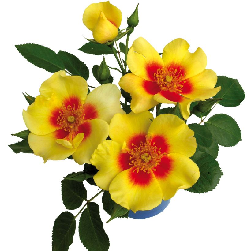 Rosa x persica Cyrus (Flowering)