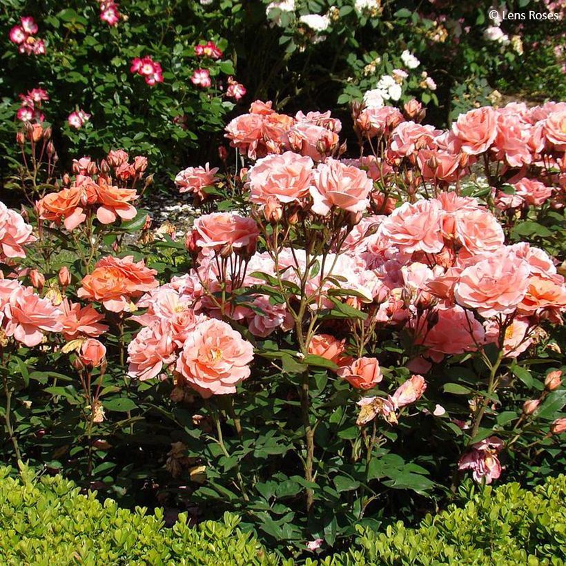 Rosa x floribunda 'Favorite' - Floribunda Rose (Plant habit)