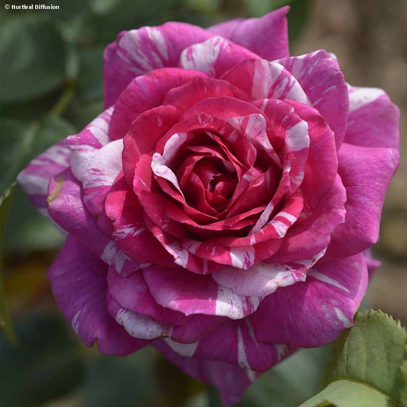 Rosa x floribunda Fizzy Lady (Flowering)
