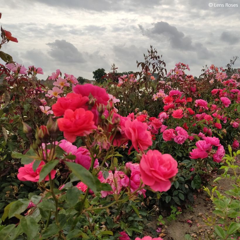 Rosa x floribunda - 'Folle Framboise' - Shrub Rose (Plant habit)