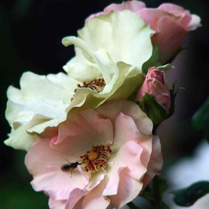 Rosa x floribunda Greensleeves (Flowering)