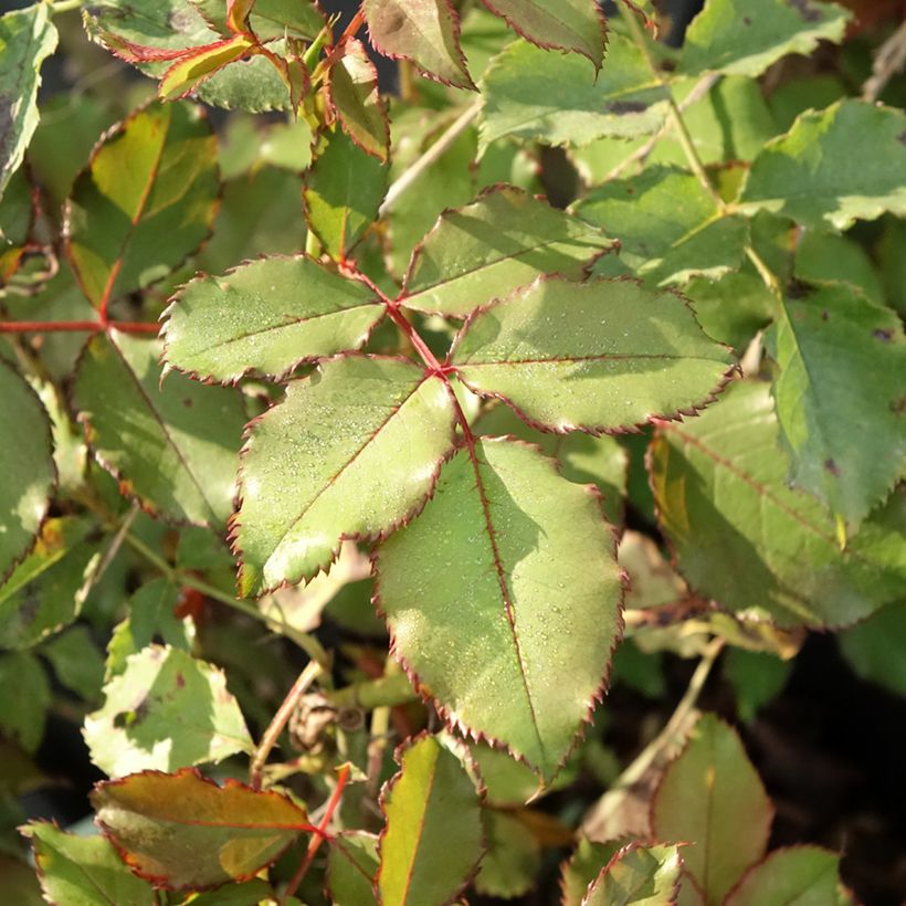 Rosa x floribunda 'Landlust' -  Floribunda Rose  (Foliage)