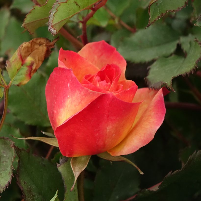 Rosa x floribunda 'Landlust' - Floribunda Rose (Flowering)