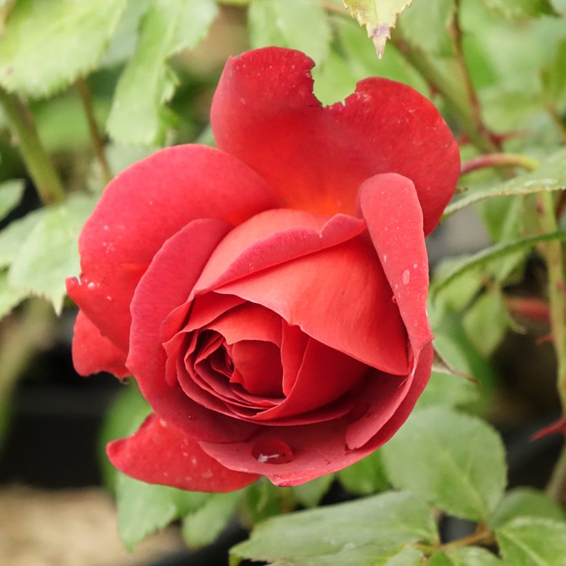 Rosa x floribunda Hot Cocoa Wekpaltlez (Flowering)
