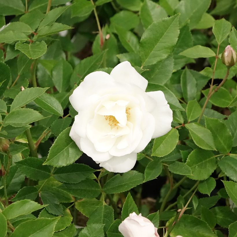 Rosa 'Fée des neiges' (Iceberg) - Shrub Rose (Flowering)