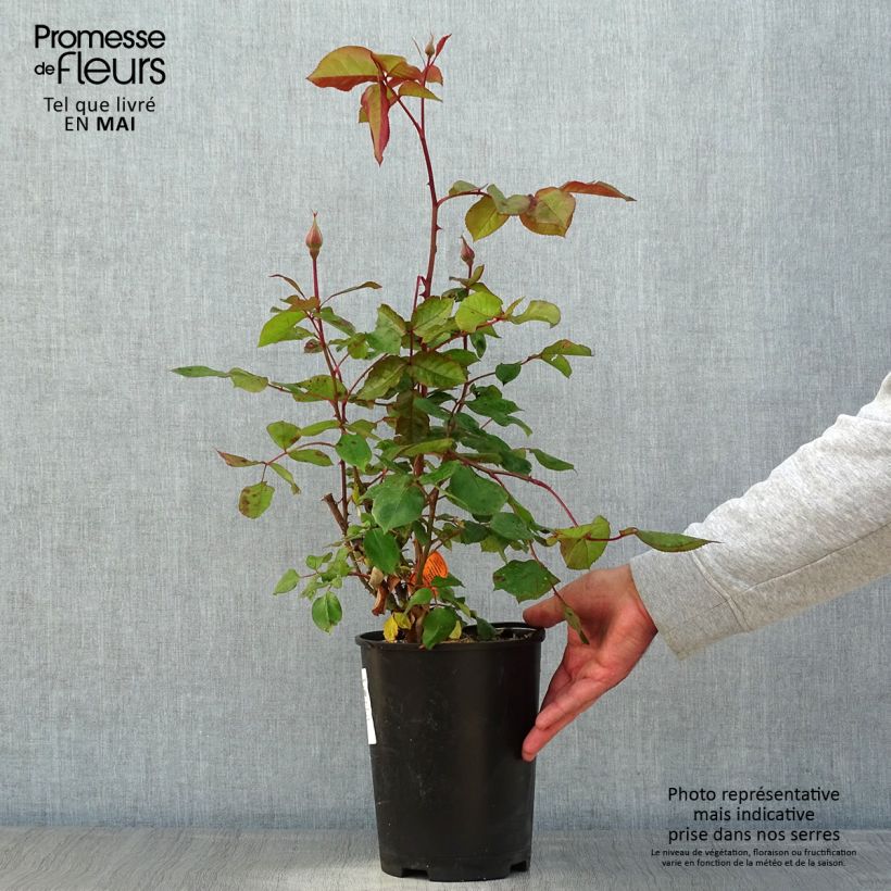 Rosa Jazz Festival - Modern Hybrid Tea Rose 4L/5L pot sample as delivered in spring