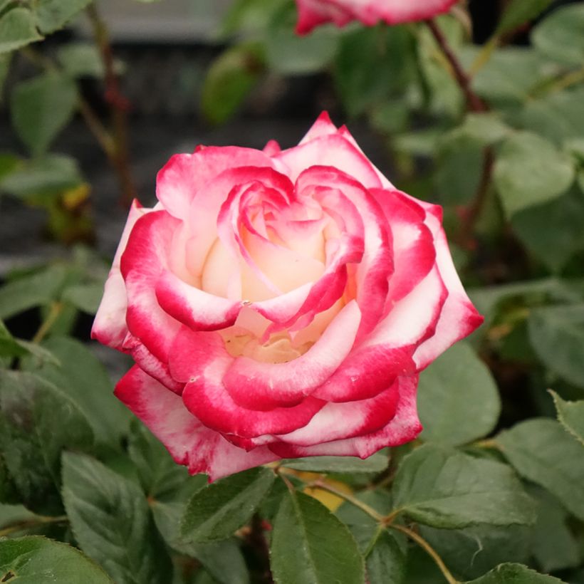 Rosa x floribunda Laminuette (Flowering)