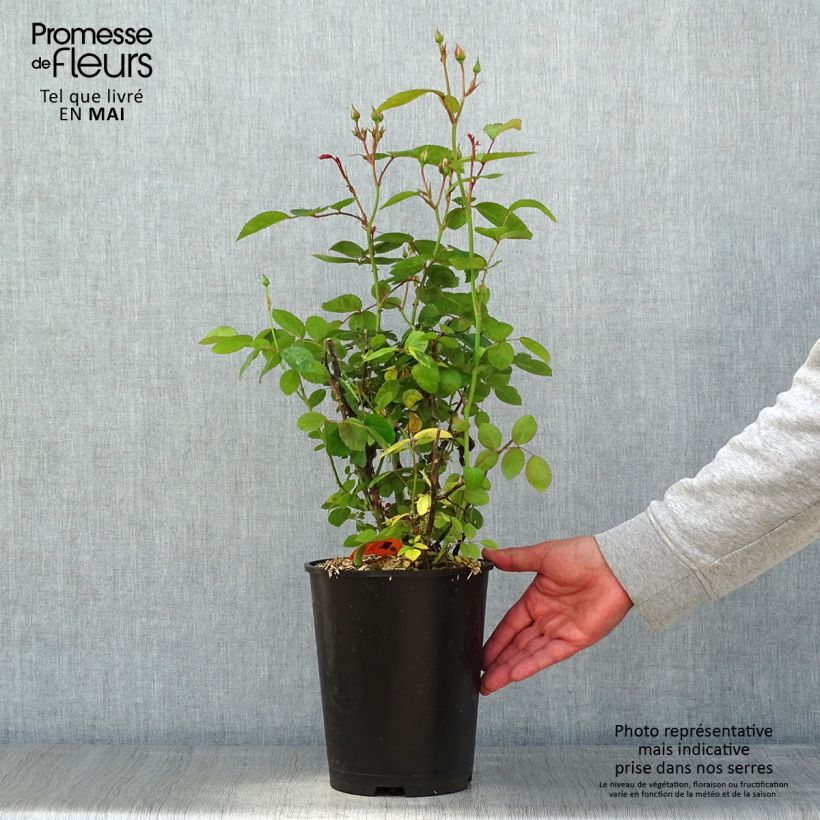 Rosa Marina Picasso - Floribunda Rose 4L/5L pot sample as delivered in spring