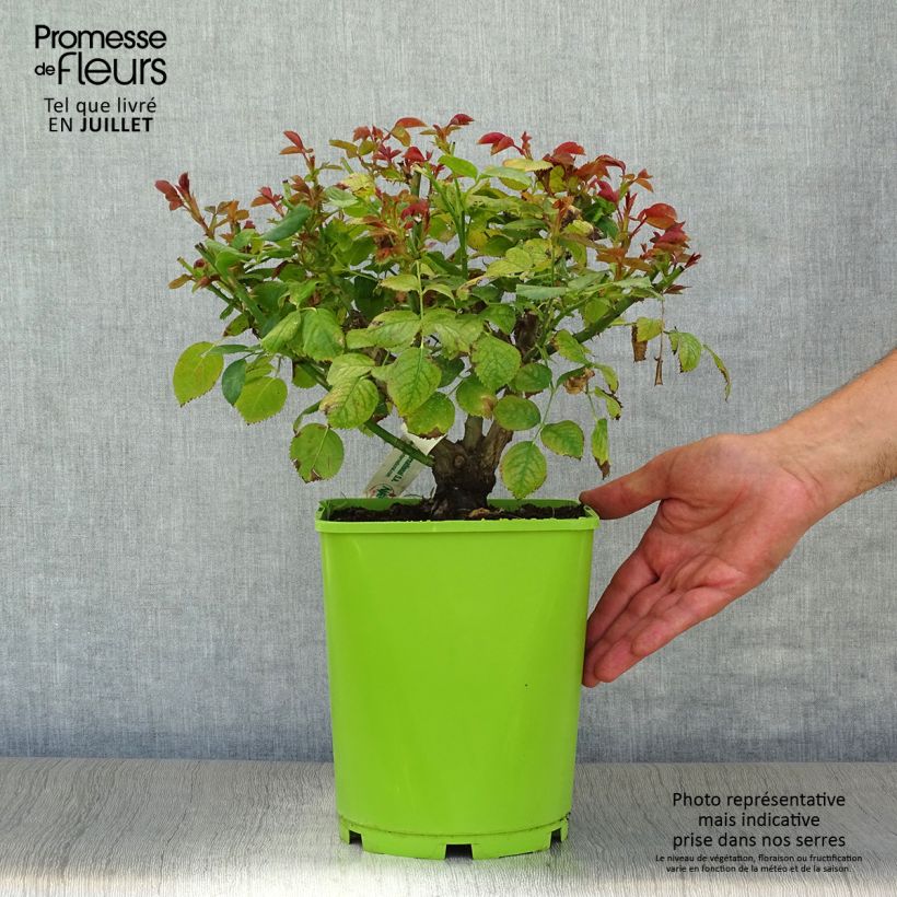 Rosa x floribunda Martin des Senteurs 'Adabaluc' 4L/5L pot sample as delivered in summer