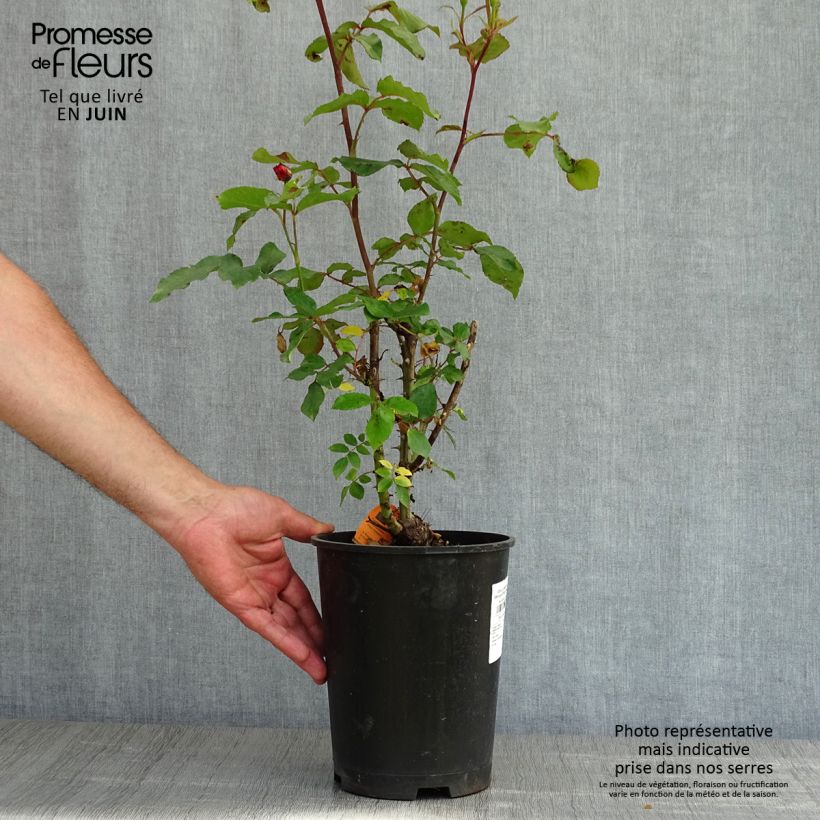 Rosa x polyantha Message d'Espoir - Polyantha Rose sample as delivered in spring