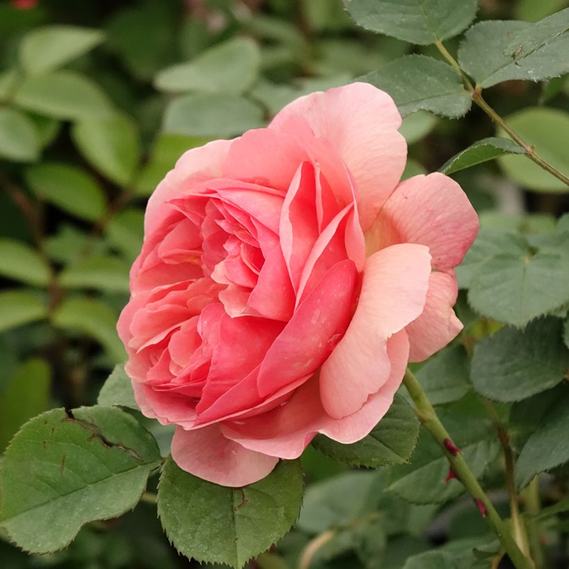 Rosa x floribunda Park Abbey Rose - Floribunda Rose (Flowering)