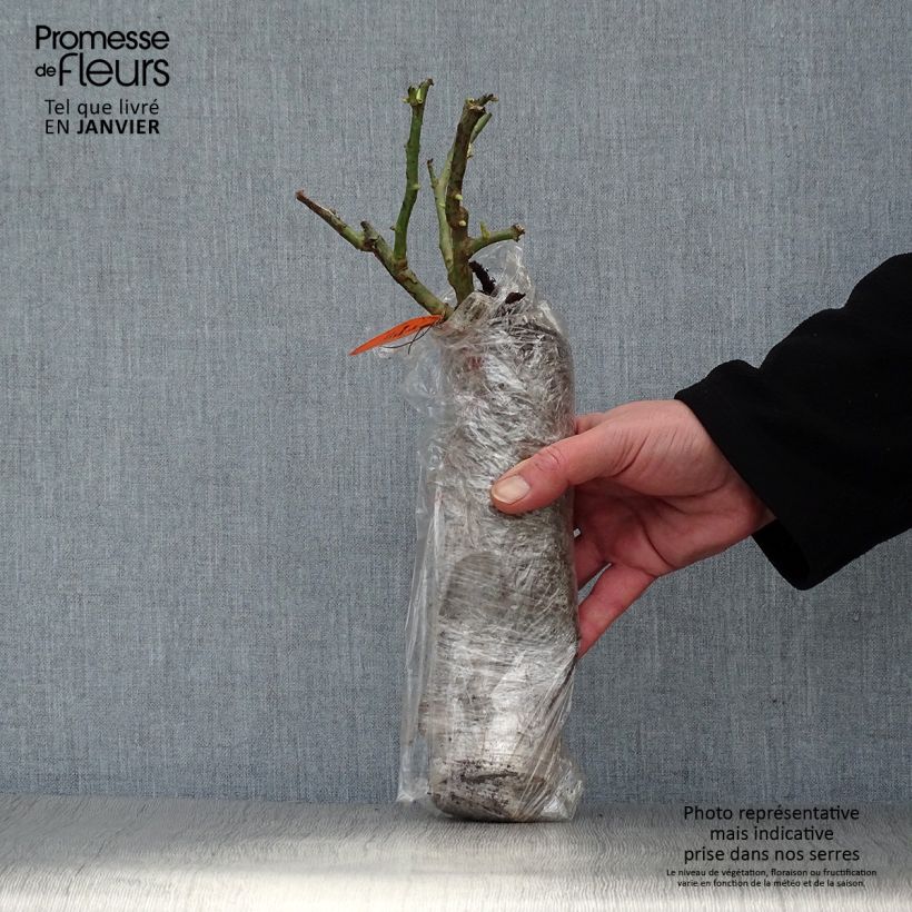 Rosa x persica - 'Peace and Love' - Floribunda Rose sample as delivered in winter