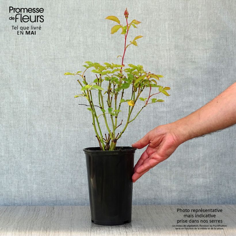 Rosa x floribunda Pernille Poulsen 2L/3L pot sample as delivered in spring
