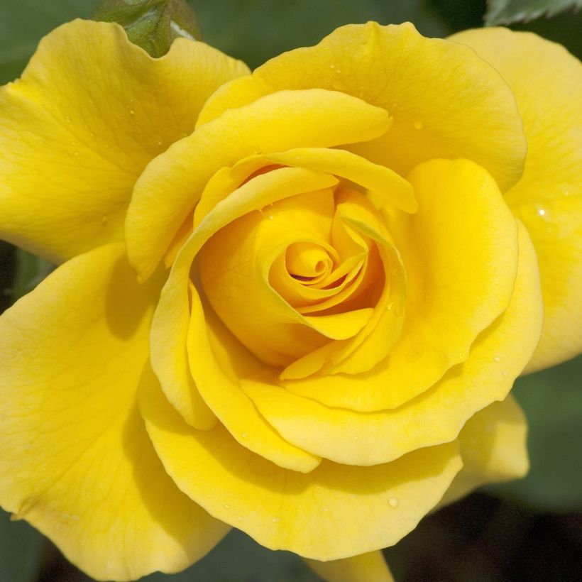 Rosa x floribunda Picnic (Flowering)