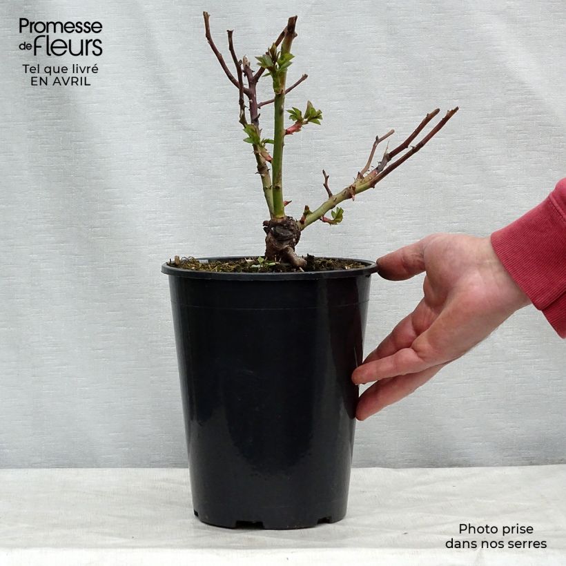 Rosa x floribunda Pomponella Korpompan 4L/5L pot sample as delivered in spring