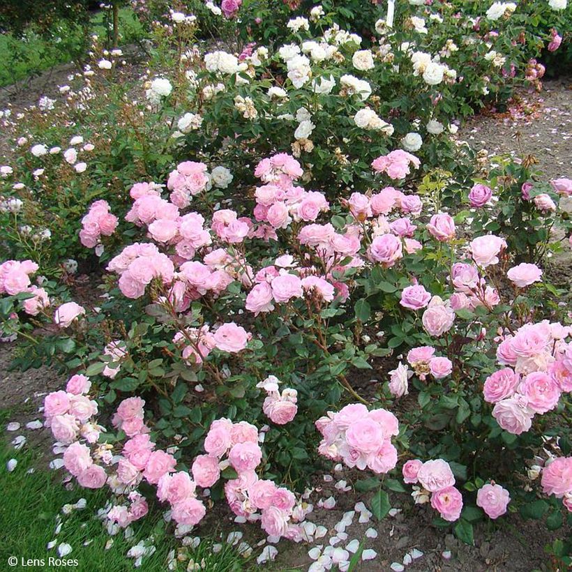 Rosa floribunda Sourire de Sylvie (Plant habit)