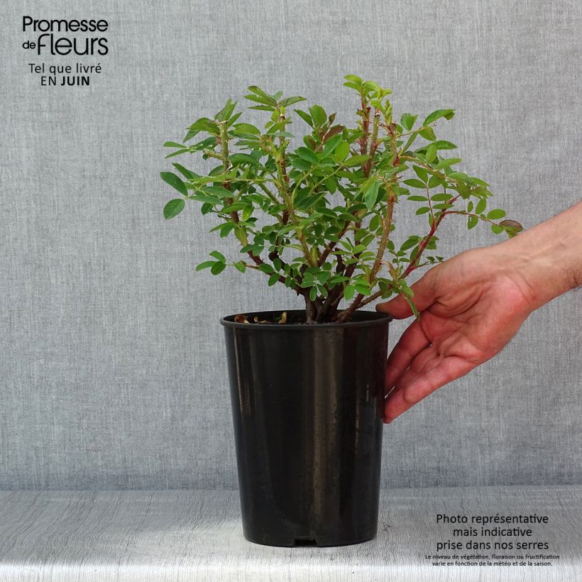 Rosa x rugosa Strandperle - Rugosa Rose 4L/5L pot sample as delivered in spring
