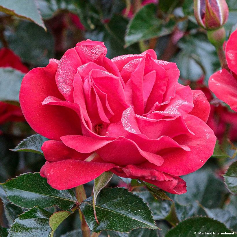 Rosa x floribunda Summer Sangria® 'Meizilena' (Flowering)