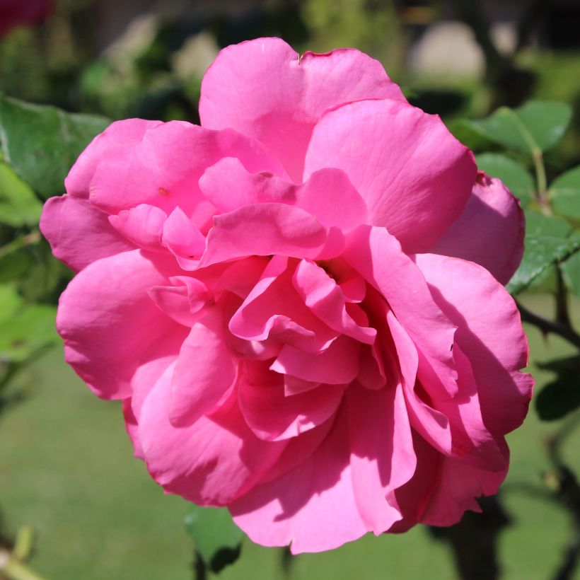 Rosa Sylvie Vartan - Floribunda Rose (Flowering)