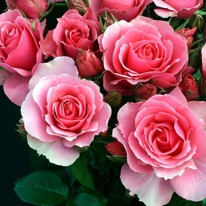 Rosa x floribunda Ville de Saumur - Floribunda Rose (Flowering)