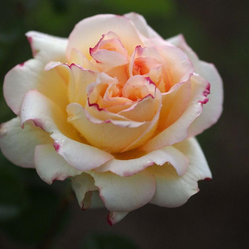 Rosa Alphonse Daudet Romantica 'Meirouve' (Flowering)
