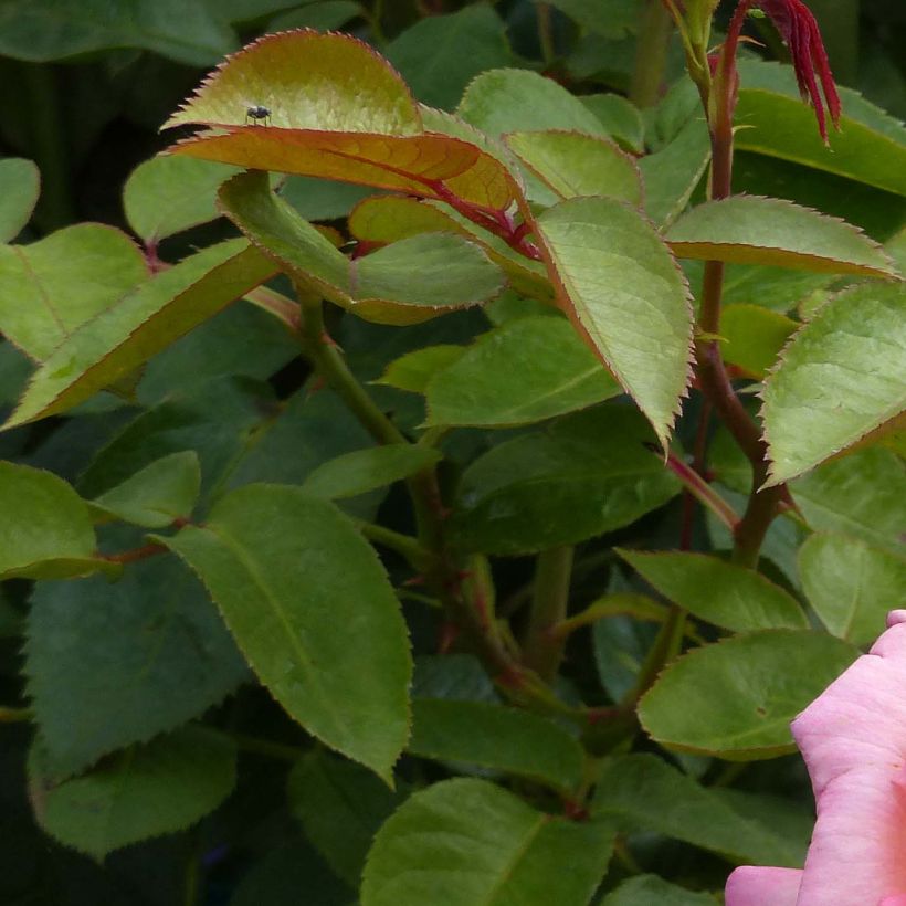 Rosa  'André Eve' - Modern Hybrid Tea Rose (Foliage)