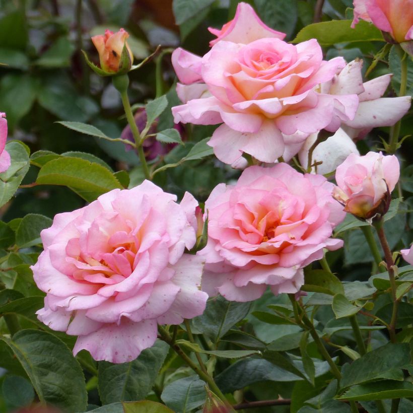 Rosa  'André Eve' - Modern Hybrid Tea Rose (Flowering)
