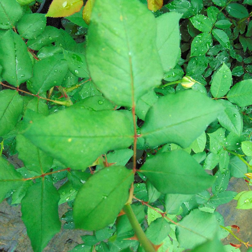 Rosa 'André Willemse' - Hybrid Tea Rose (Foliage)