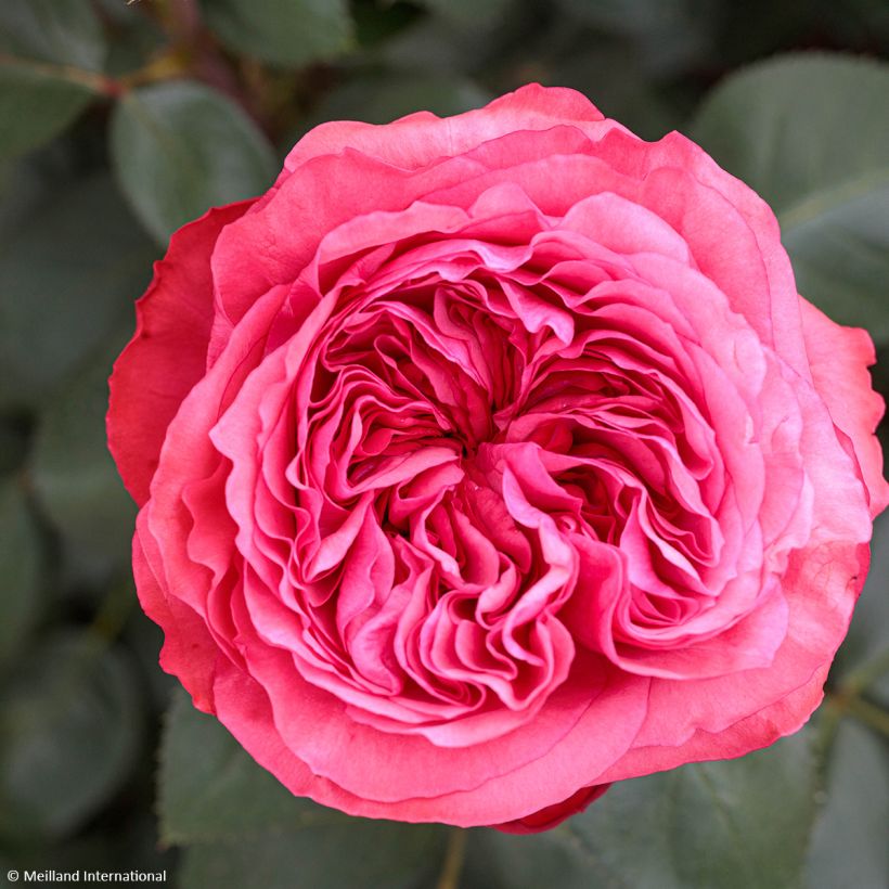 Rosa Audrey Fleurot - Shrub rose (Flowering)