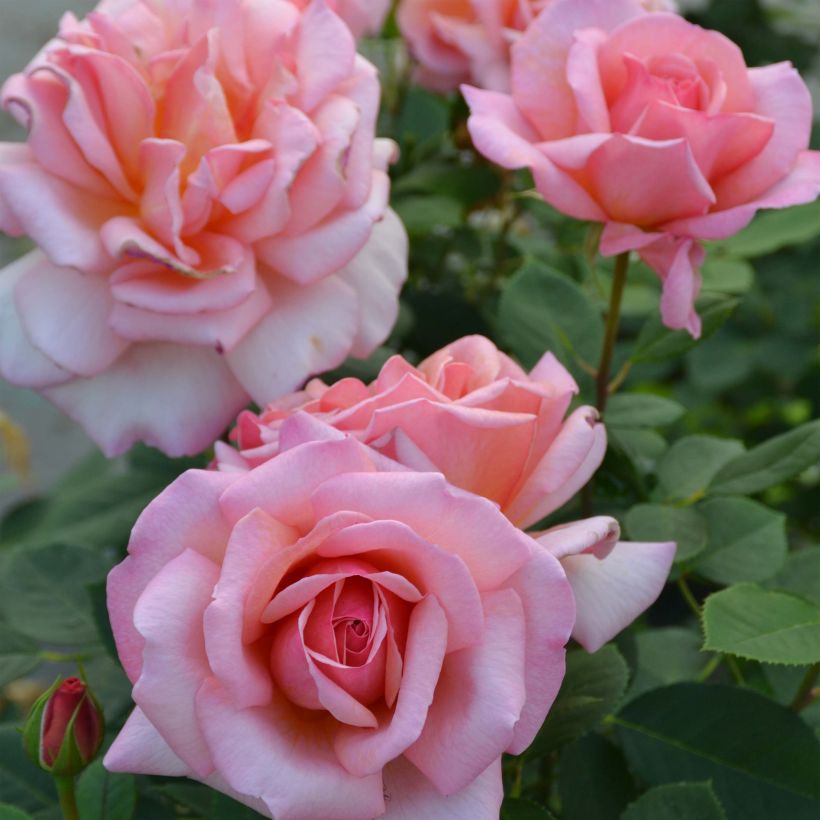 Rosa Belle du Seigneur - Hybrid Tea Rose (Flowering)