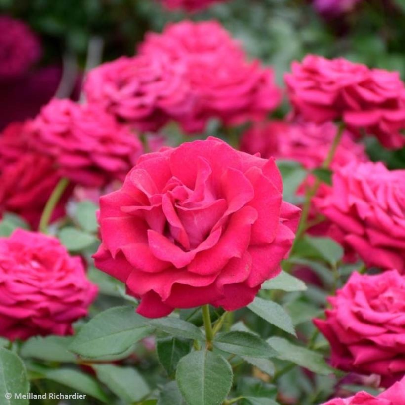 Rosa 'Belles Rives' - Shrub Rose (Flowering)