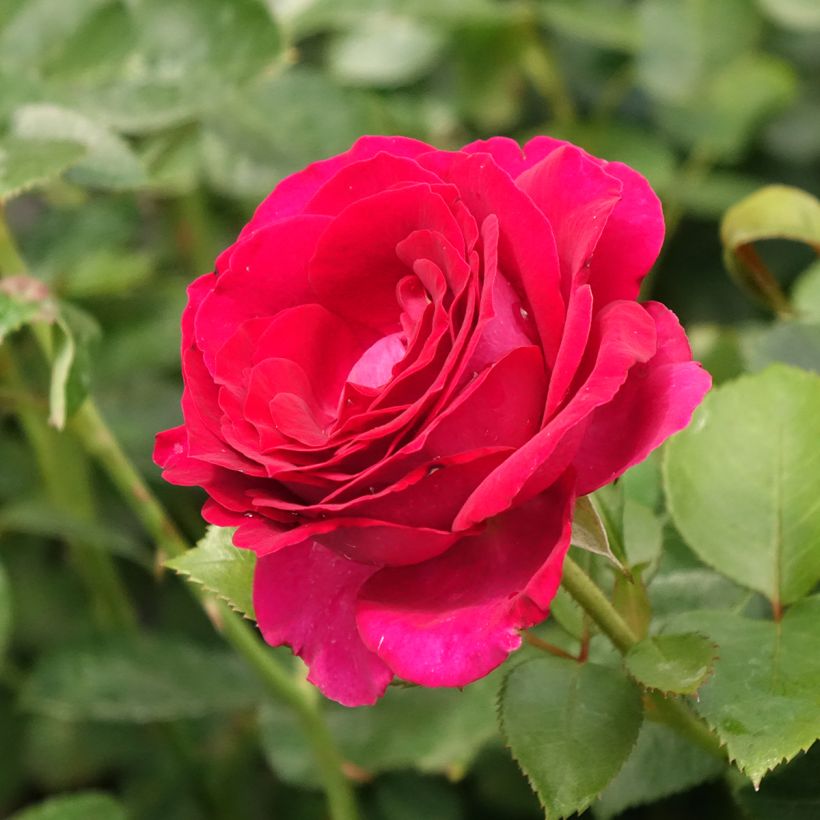 Rosa 'Belles Rives' - Shrub Rose (Flowering)