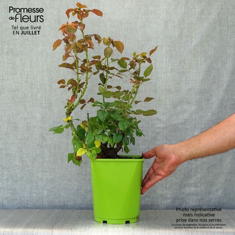 Rosa 'Belles Rives' - Shrub Rose 4L/5L pot sample as delivered in summer