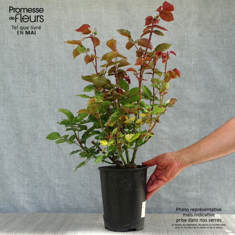 Rosa Bernadette Lafont - Hybrid Tea Rose 4L/5L pot sample as delivered in spring