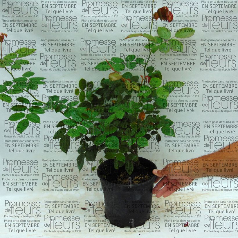 Example of Rosa 'Biedermeier' - Hybrid Tea Rose specimen as delivered