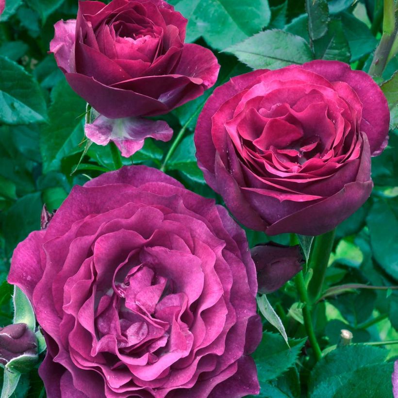 Rosa Blue Eden - Hybrid Tea Rose (Flowering)