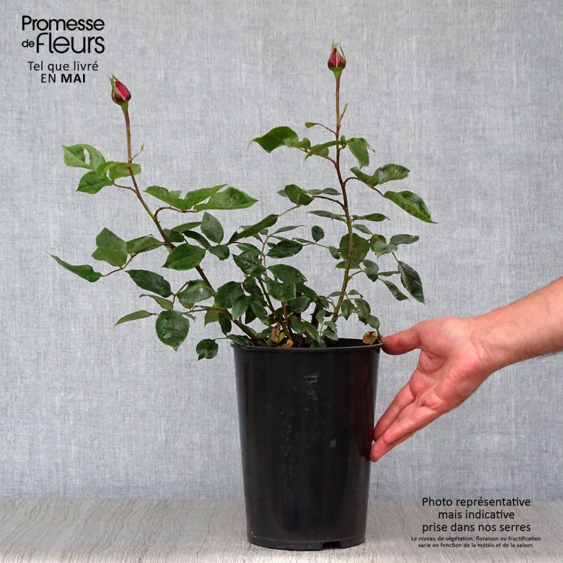 Rosa 'Blue River' - Shrub Rose 3L/4L pot sample as delivered in spring