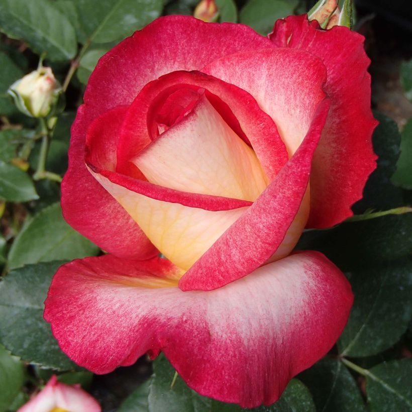 Rosa 'Bolshoi' - Hybrid Tea Rose (Flowering)