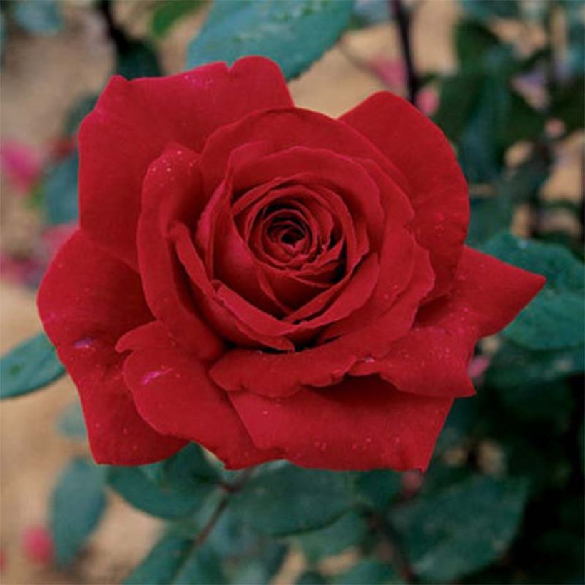 Rosa 'Botero' - Shrub Rose (Flowering)