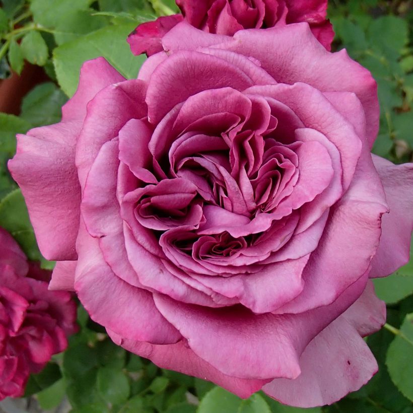 Rosa 'Claude Brasseur' - Hybrid Tea Rose (Flowering)
