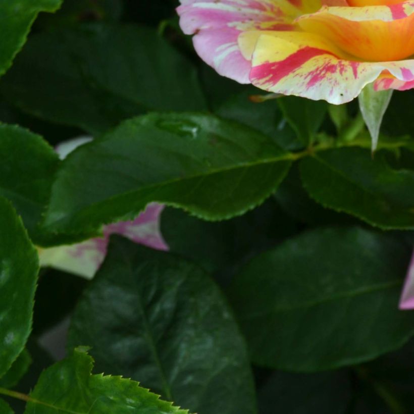 Rosa Claude Monet - Shrub Rose (Foliage)