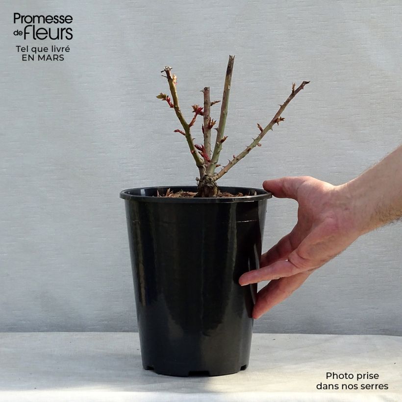 Rosa 'Criterion' - Hybrid Tea Rose 4L/5L pot sample as delivered in spring