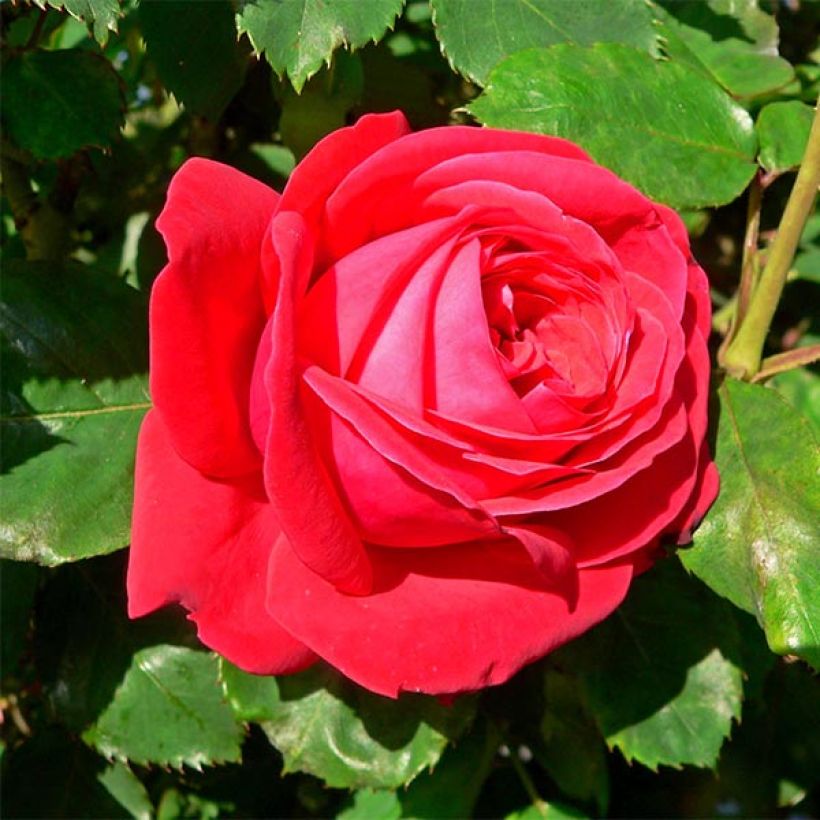 Rosa 'Dame de Coeur' (Flowering)