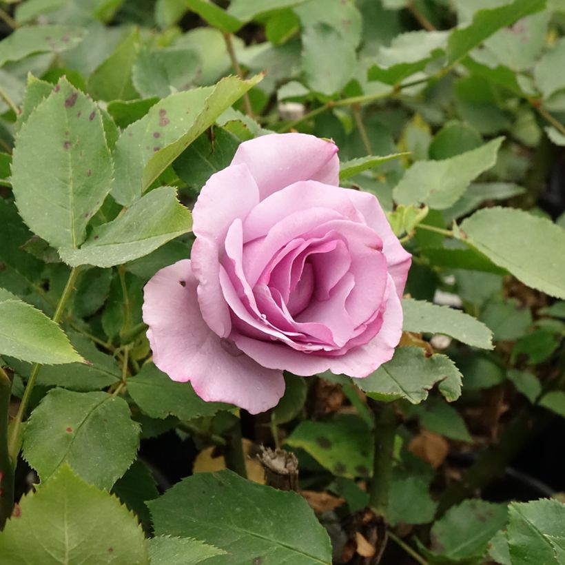 Rosa Dioressence - Hybrid Tea Rose (Flowering)