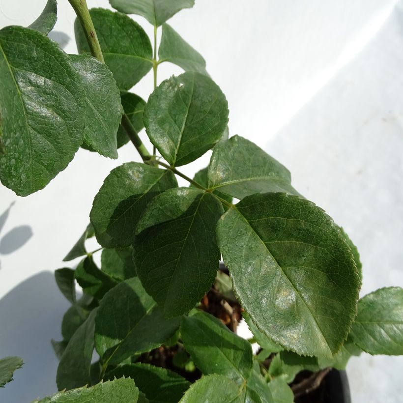 Rosa Domaine de Chantilly - Shrub Rose (Foliage)