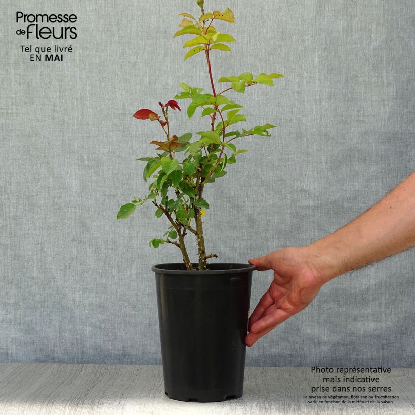 Rosa 'Elaine Paige' - Hybrid Tea Rose 4L/5L pot sample as delivered in spring