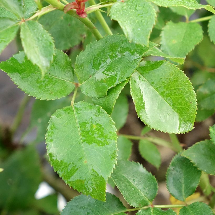 Rosa Espoir dAnjou - Hybrid Tea Rose (Foliage)