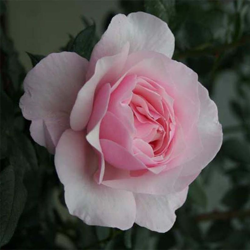 Rosa Gilles de Brissac - Shrub Rose (Flowering)