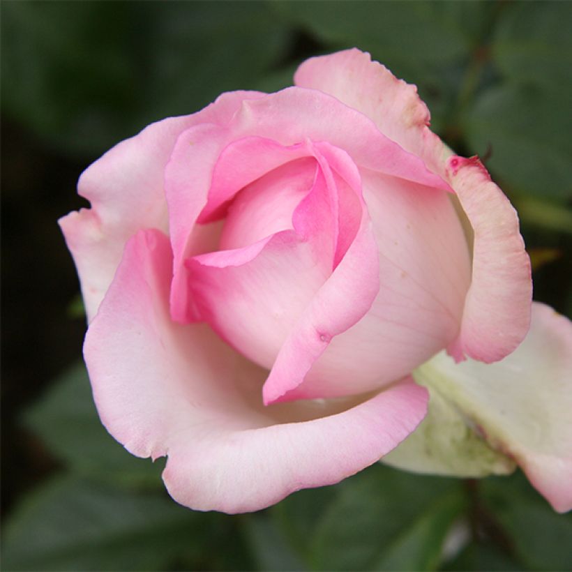Rosa 'Honoré de Balzac' - Hybrid Tea Rose (Flowering)