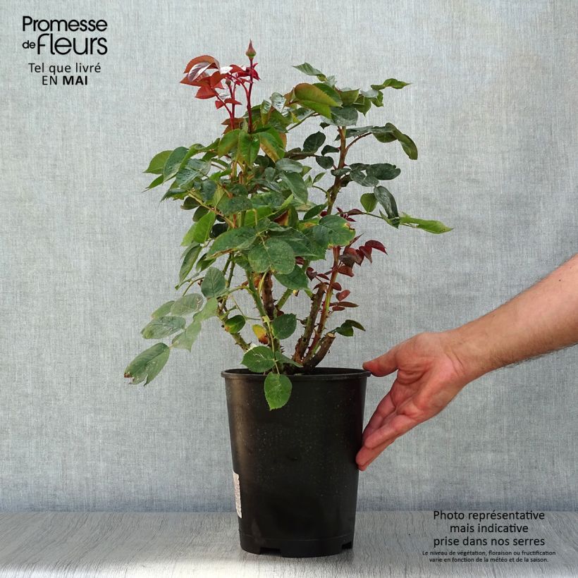 Rosa  'La rose Monsieur' - Hybrid Tea Rose 4L/5L pot sample as delivered in spring